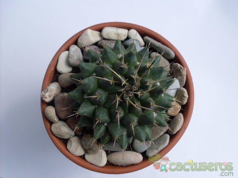 Una foto de Mammillaria compressa ssp centralifera