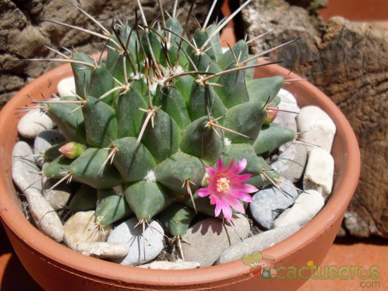 Una foto de Mammillaria compressa ssp centralifera