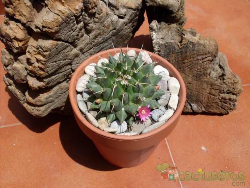 Una foto de Mammillaria compressa ssp centralifera
