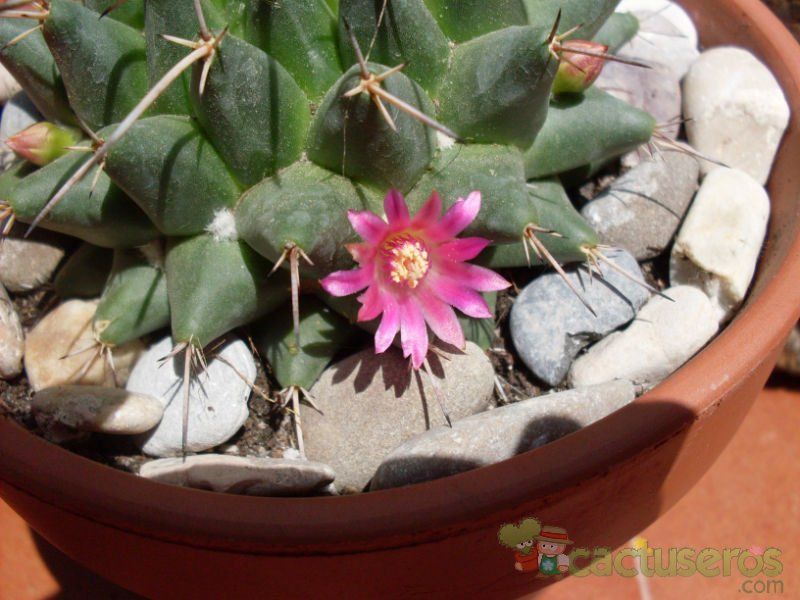Una foto de Mammillaria compressa ssp centralifera