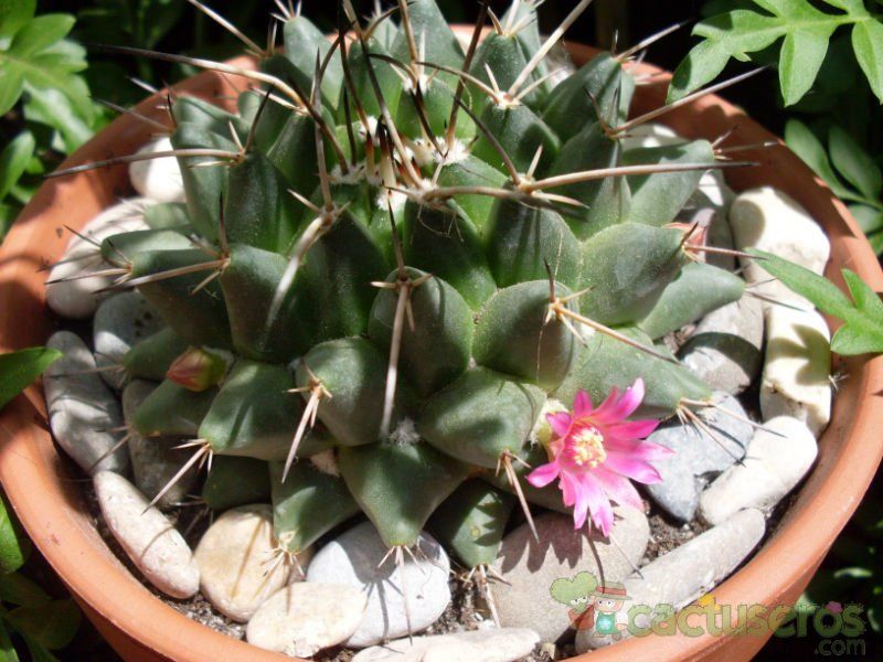 Una foto de Mammillaria compressa ssp centralifera