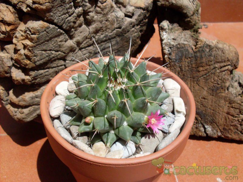 Una foto de Mammillaria compressa ssp centralifera