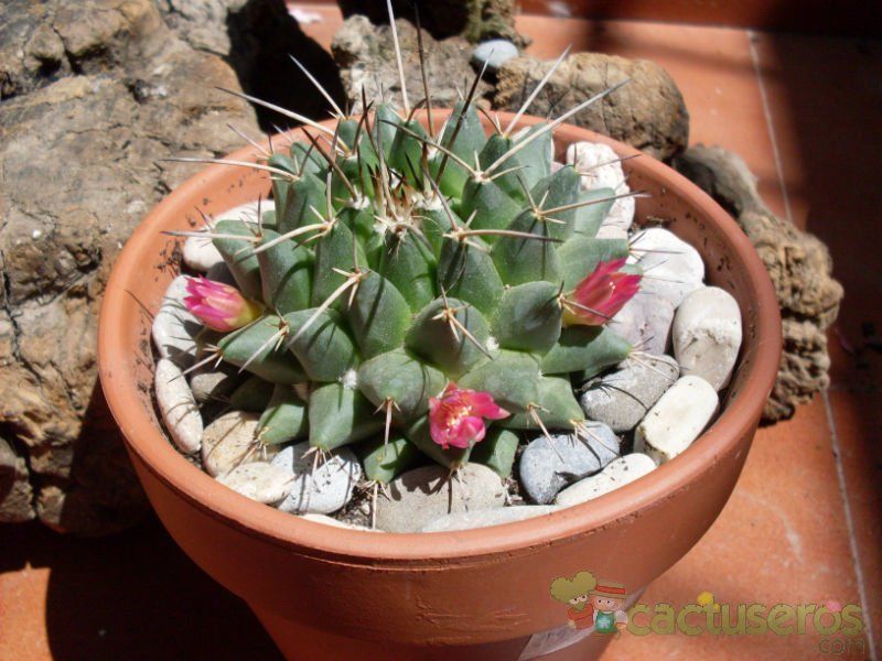 Una foto de Mammillaria compressa ssp centralifera