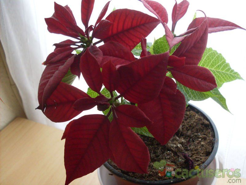 A photo of Euphorbia pulcherrima