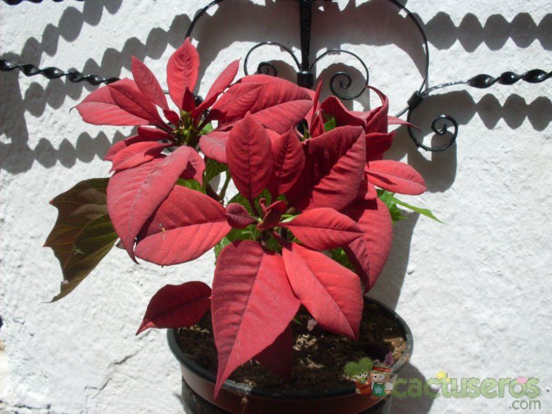 A photo of Euphorbia pulcherrima