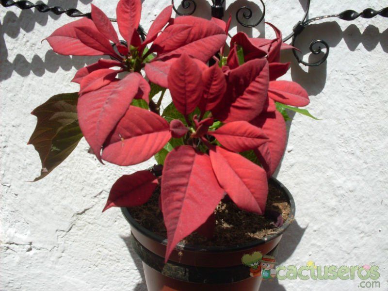 A photo of Euphorbia pulcherrima