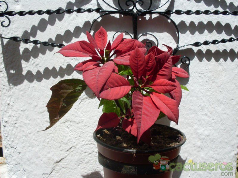 A photo of Euphorbia pulcherrima