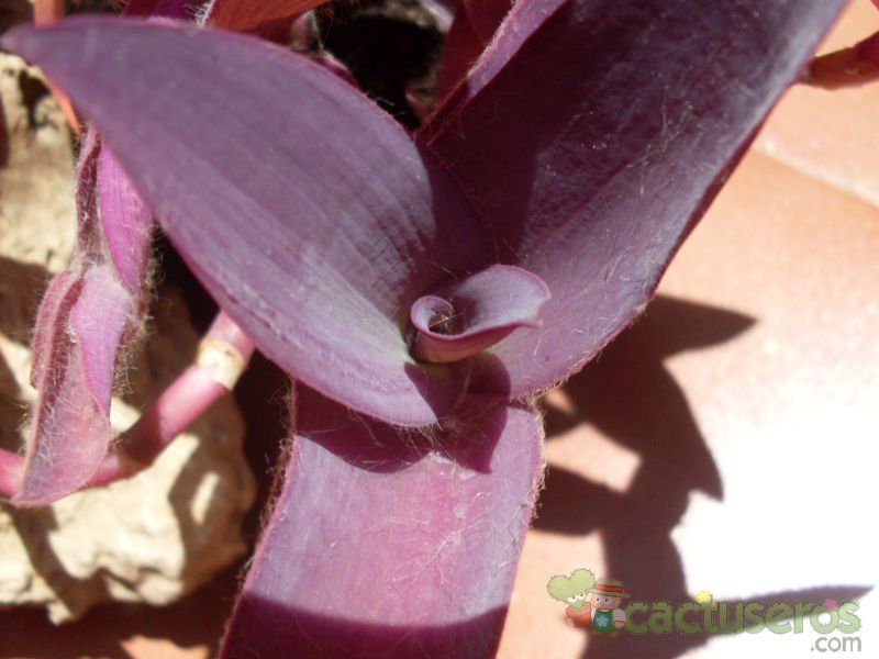A photo of Tradescantia pallida