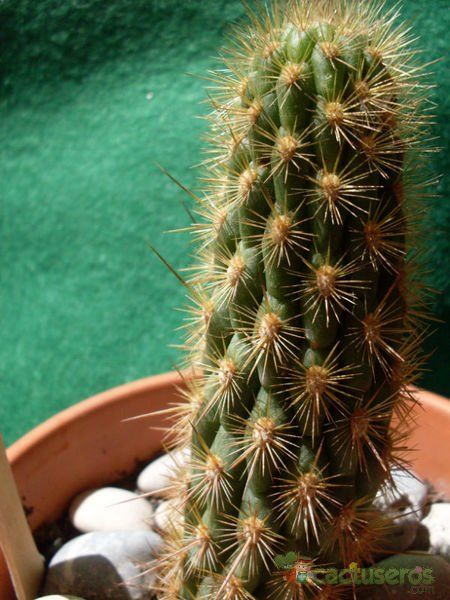 A photo of Haageocereus acranthus