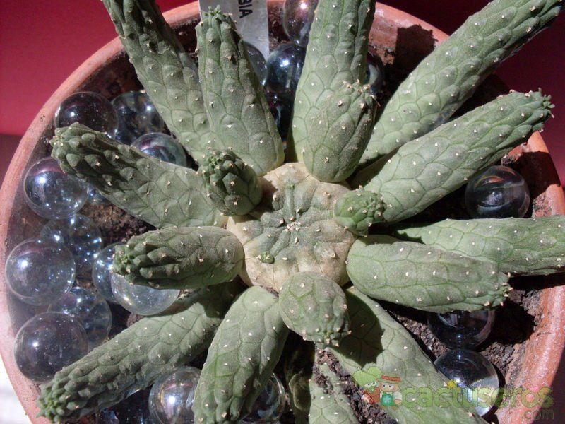A photo of Euphorbia inermis