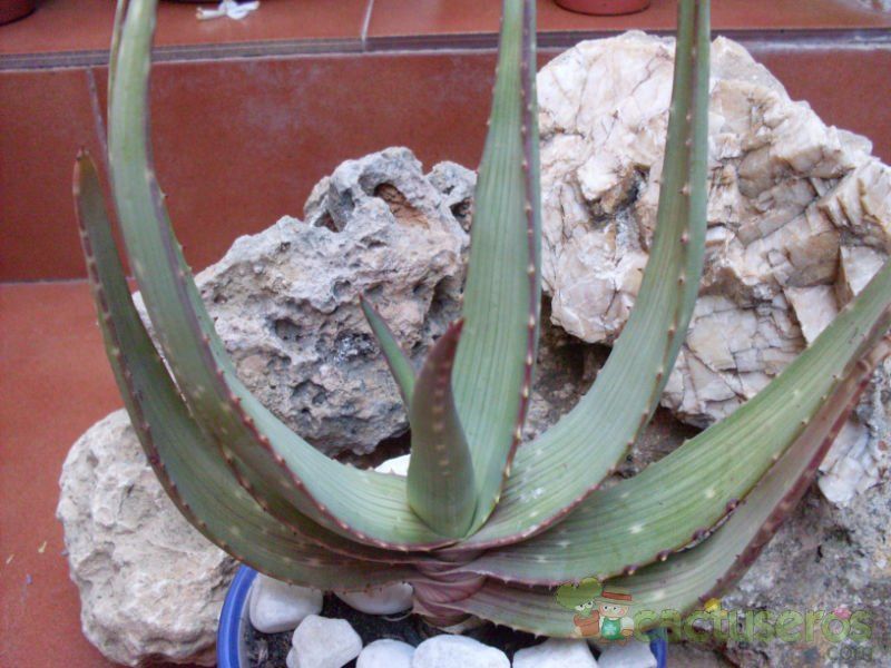 Una foto de Aloe microstigma  