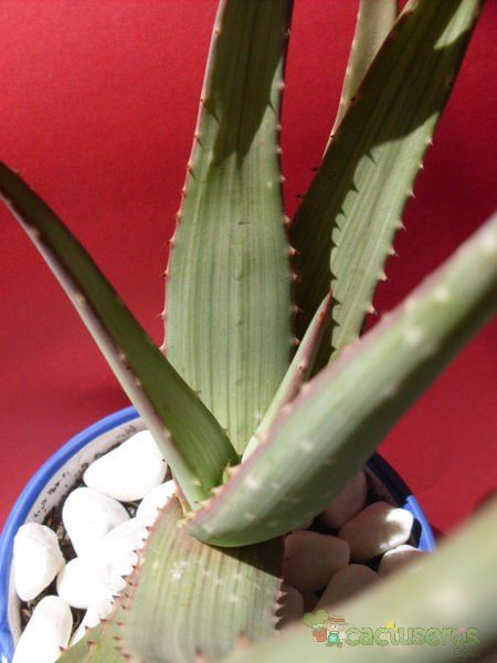 A photo of Aloe microstigma  