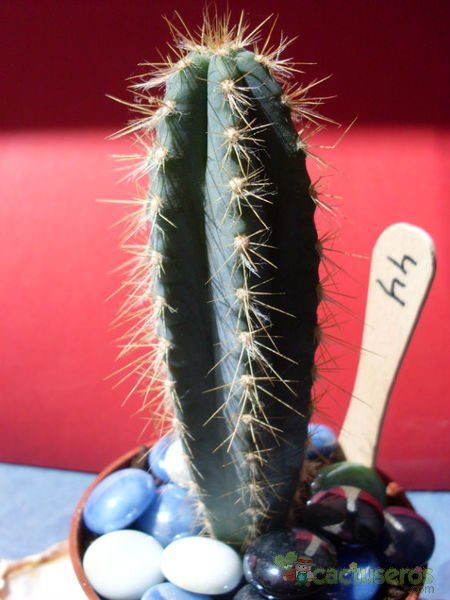 A photo of Pilosocereus azulensis