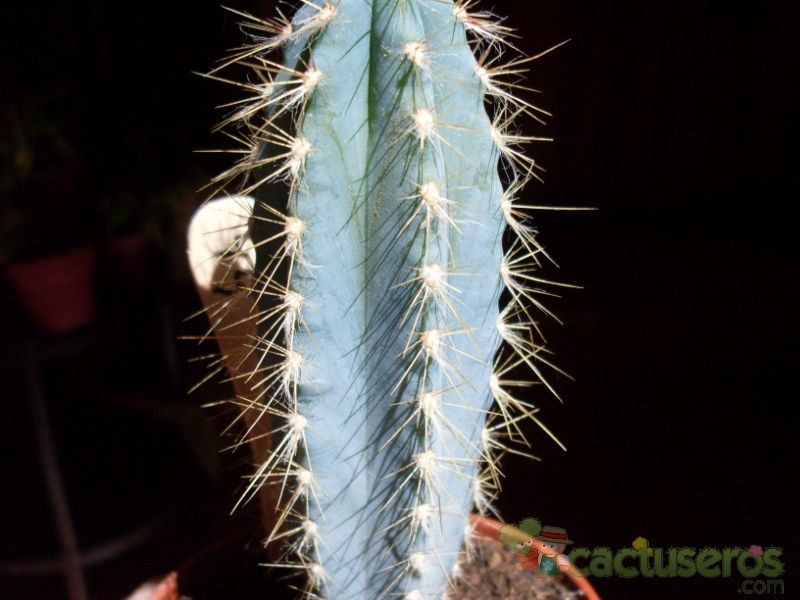 A photo of Pilosocereus azulensis