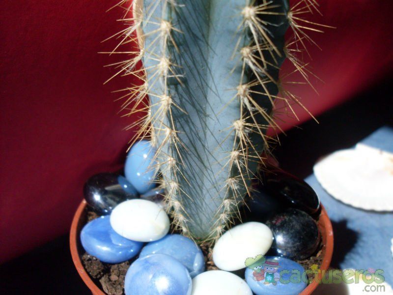 A photo of Pilosocereus azulensis