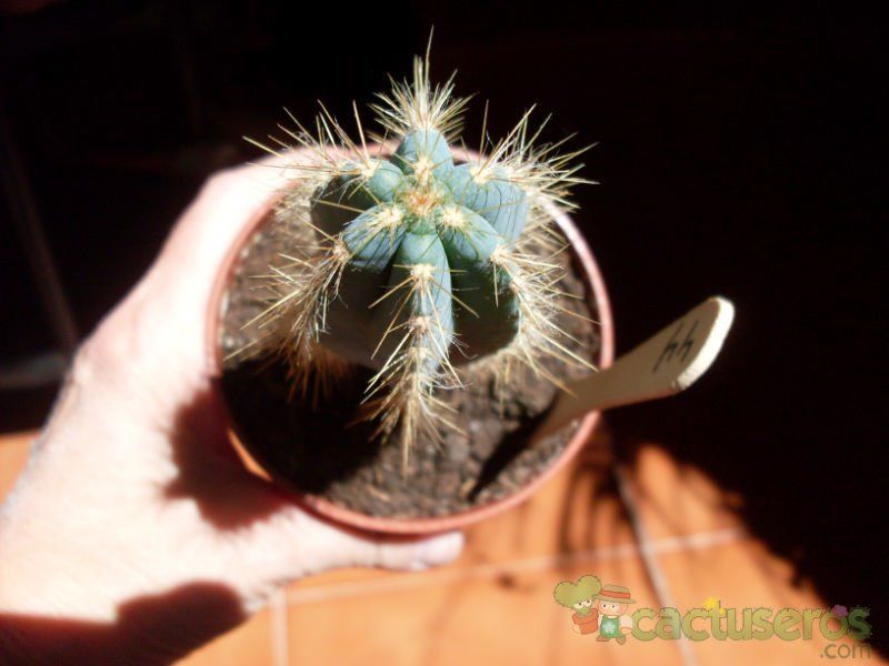 A photo of Pilosocereus azulensis
