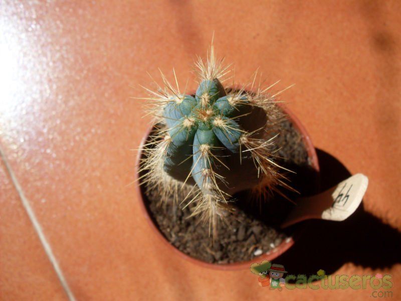 A photo of Pilosocereus azulensis