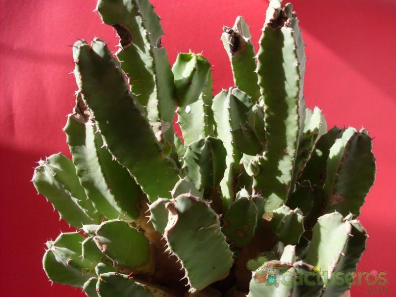 Una foto de Euphorbia resinifera