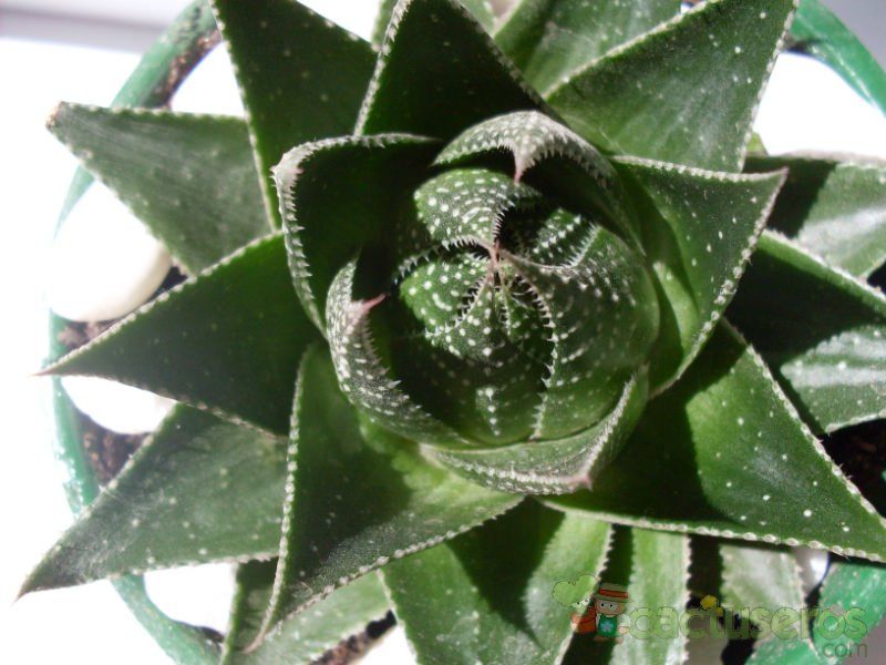 Una foto de Aloe cv. cosmos
