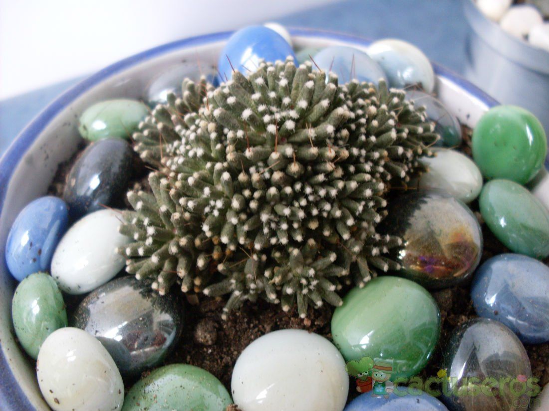 A photo of Mammillaria crinita ssp crinita fma. monstruosa