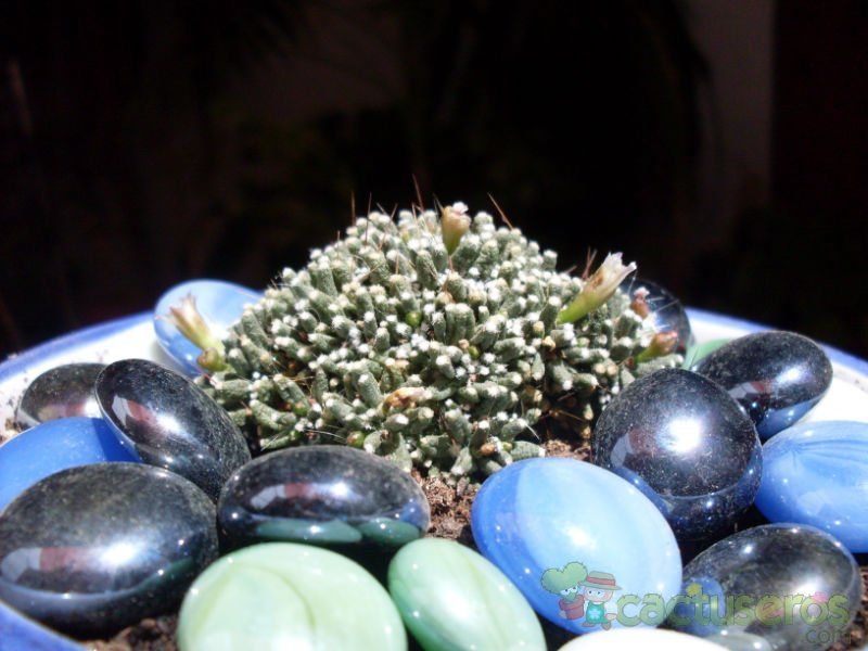 A photo of Mammillaria crinita ssp crinita fma. monstruosa