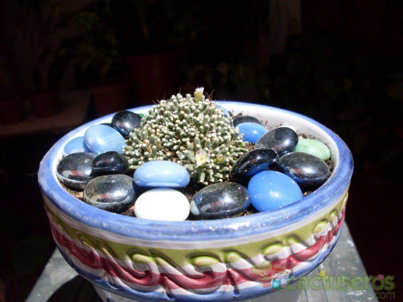 A photo of Mammillaria crinita ssp crinita fma. monstruosa