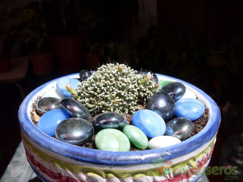 A photo of Mammillaria crinita ssp crinita fma. monstruosa
