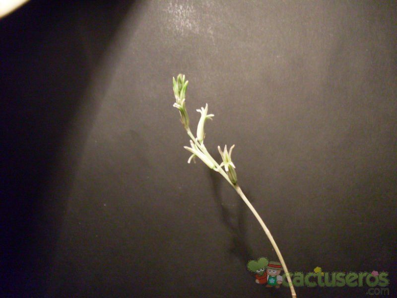 Una foto de Haworthia reticulata var. reticulata