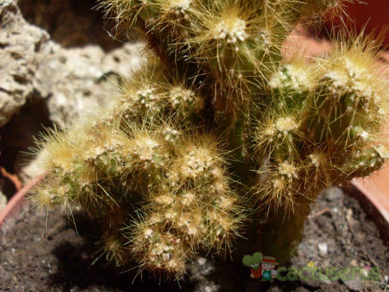 Una foto de Cereus peruvianus fma. monstruosa