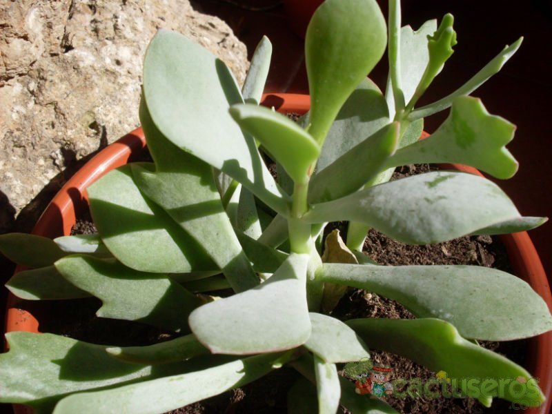 Una foto de Cotyledon orbiculata var. oblonga cv. Takbok