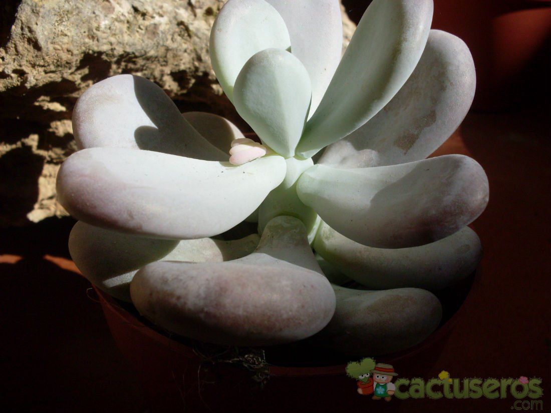 Una foto de Pachyphytum bracteosum