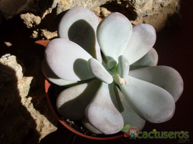 Una foto de Pachyphytum bracteosum