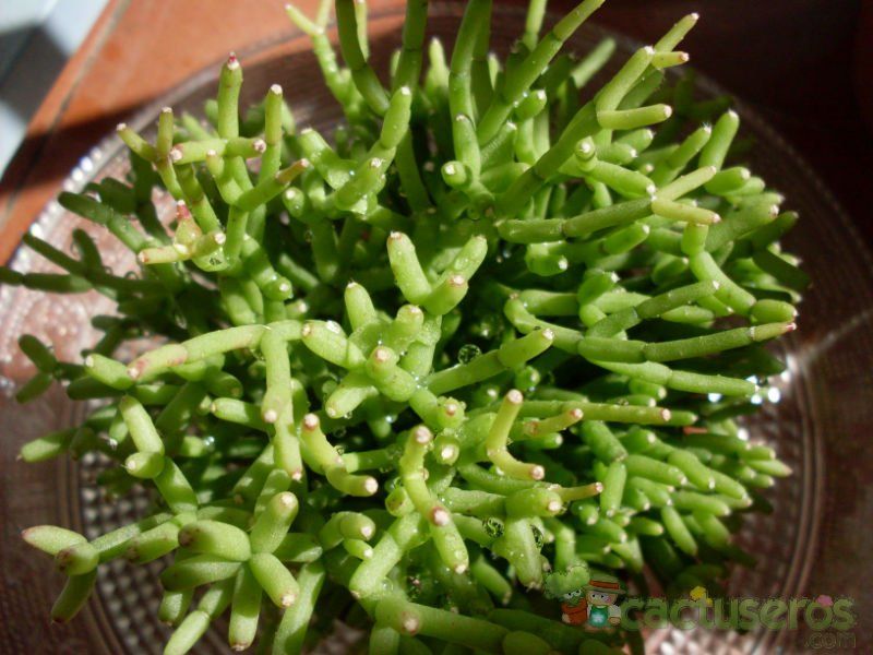 A photo of Hatiora cylindrica  