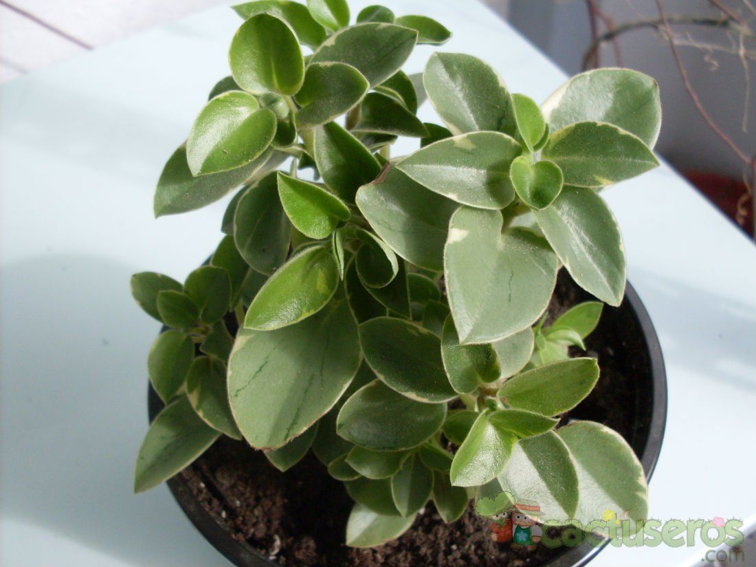 Una foto de Peperomia orba fma. variegada
