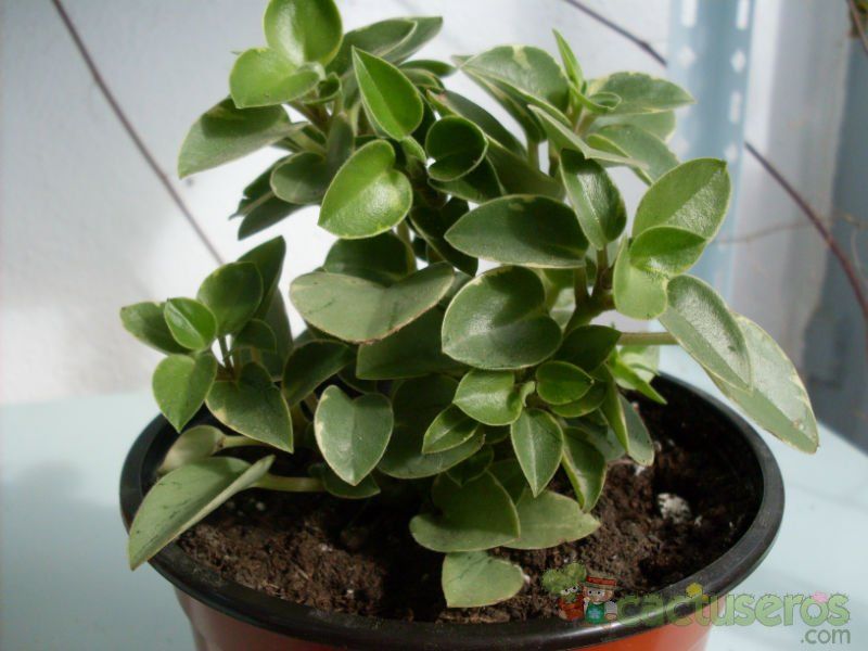 Una foto de Peperomia orba fma. variegada