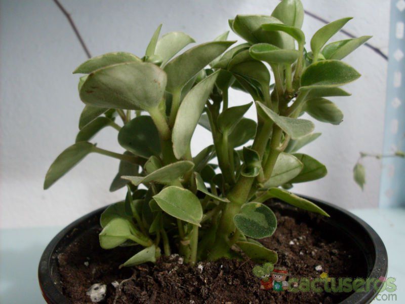 Una foto de Peperomia orba fma. variegada