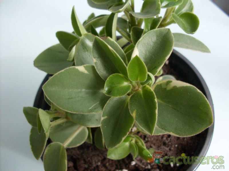 Una foto de Peperomia orba fma. variegada