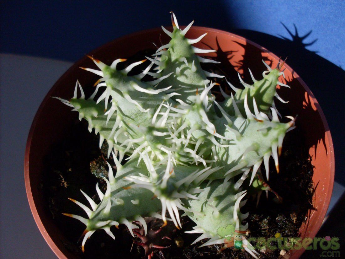 A photo of Aloe erinacea  
