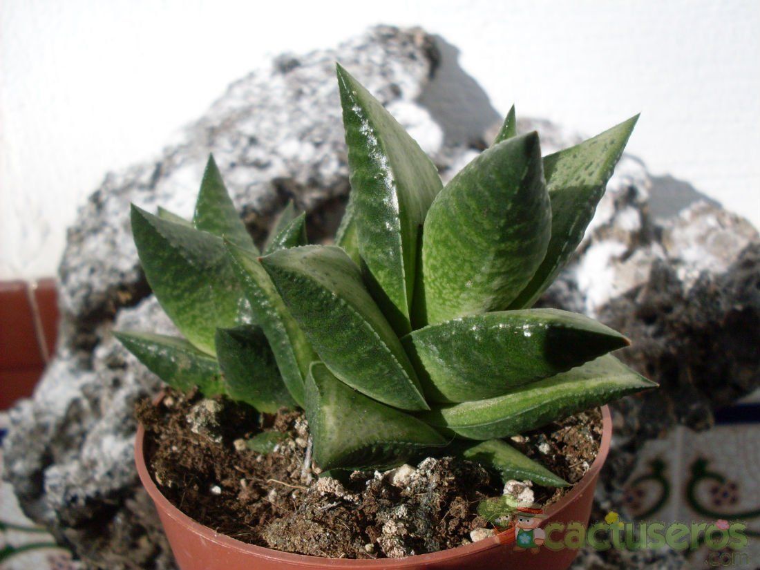 A photo of Haworthia rigida