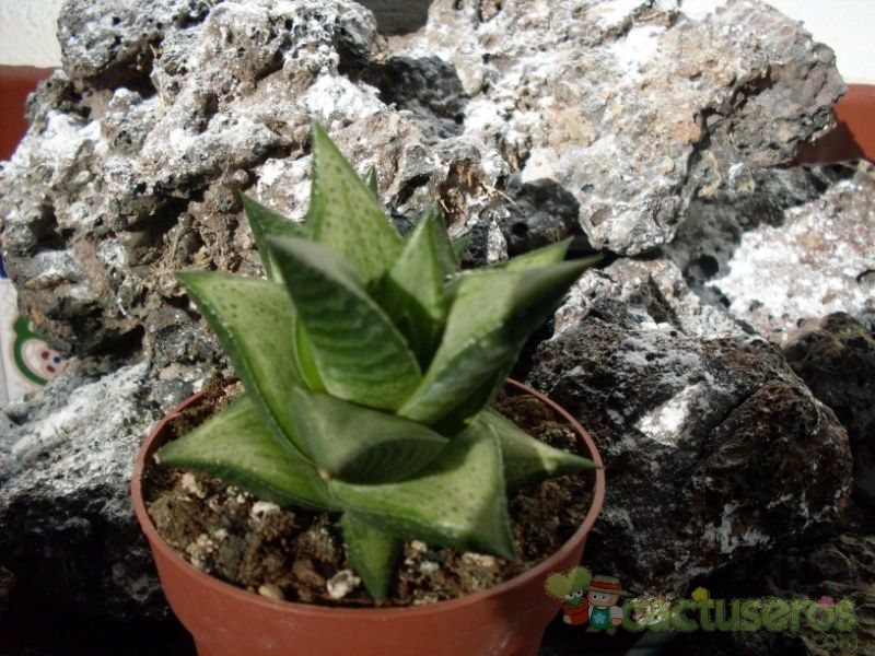 A photo of Haworthia rigida