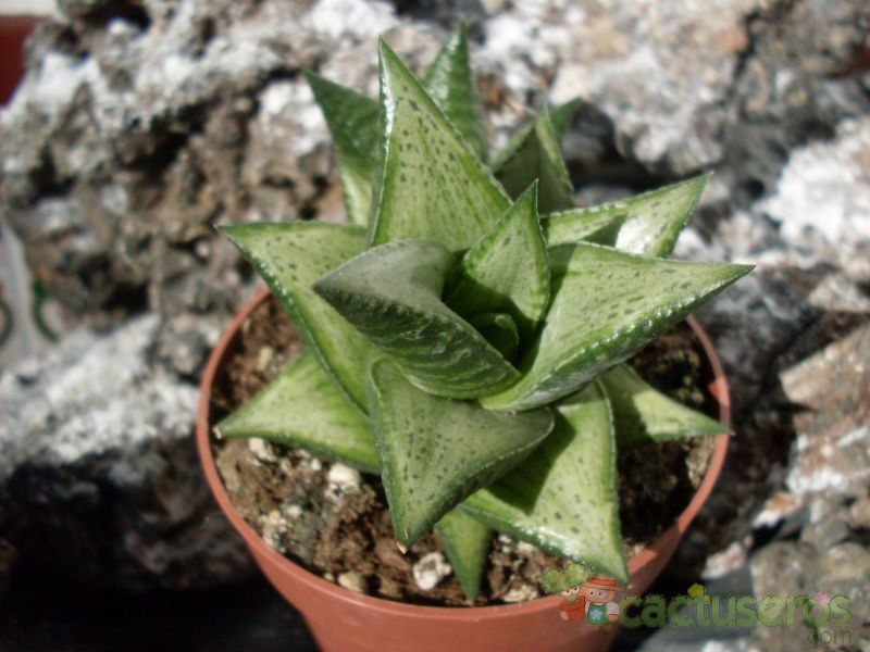 A photo of Haworthia rigida