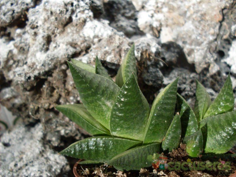 A photo of Haworthia rigida
