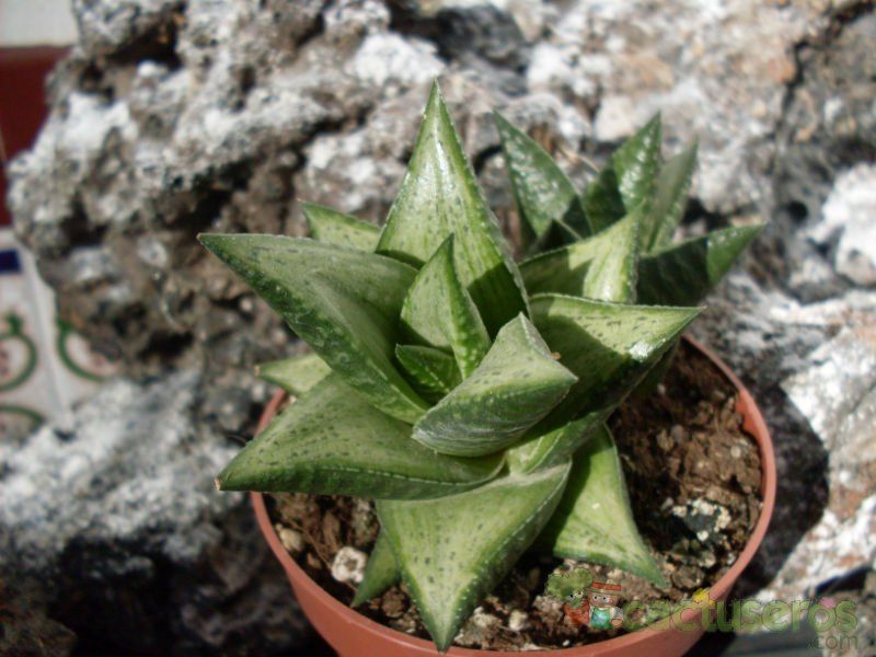A photo of Haworthia rigida
