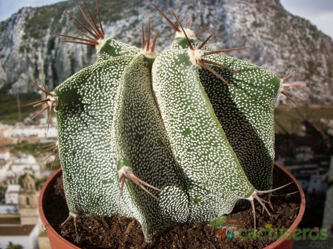 A photo of Astrophytum ornatum