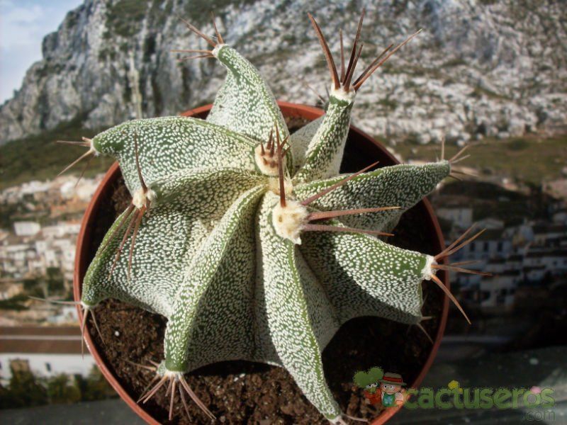 A photo of Astrophytum ornatum