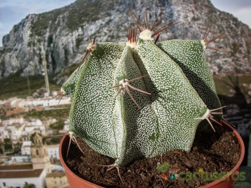 A photo of Astrophytum ornatum
