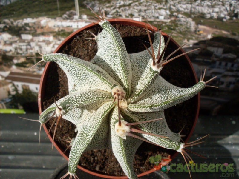 A photo of Astrophytum ornatum