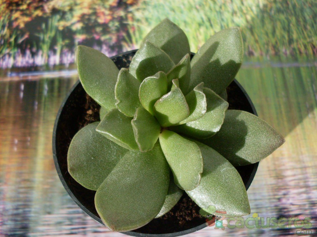 Una foto de Adromischus umbraticola subsp. ramosus