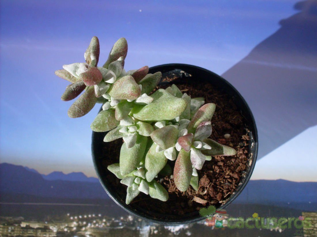 Una foto de Crassula deltoidea  
