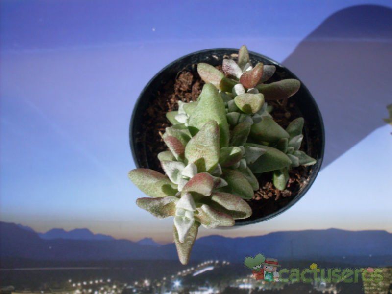 Una foto de Crassula deltoidea  
